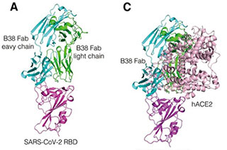 anticorpo monoclonale B38
