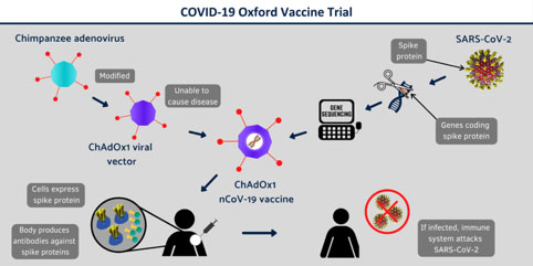 infografica sul vaccino covid