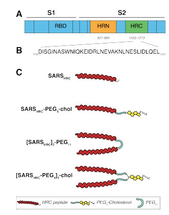 Dominio funzionale della proteina S di SARS-CoV-2