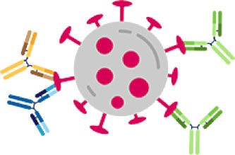  Il doppio anticorpo REGN-COV2