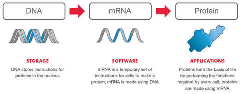 mRNA Platform: Drug Discovery & Development - Moderna