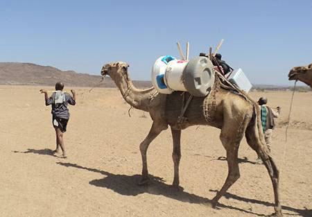 trasporto nel deserto a dorso di cammello con il thermhos della Arktech