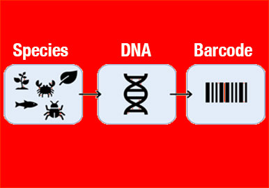 codice a barre del DNA