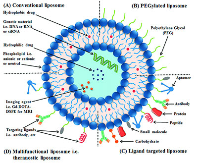 Liposomes: Conventional liposomes are made of phospholipids