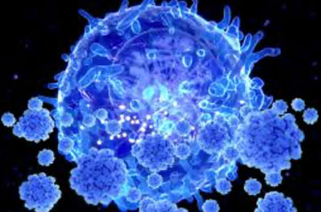 cellule immunitarie