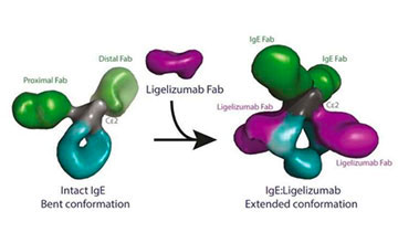 immunoglobuline E