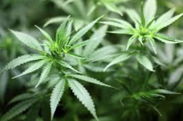 foglie di marjuana